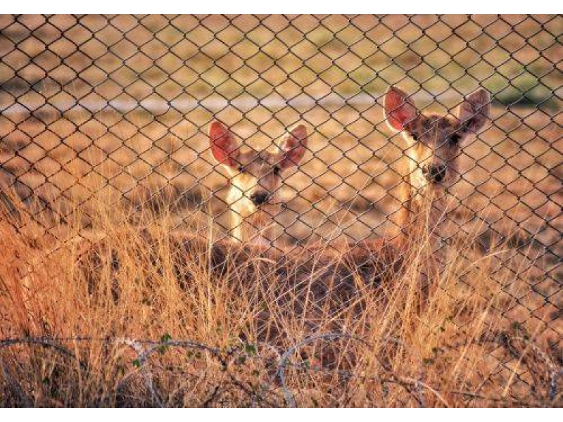 Welche Art von Wildzaun sollte man für Rehe und andere Wild
